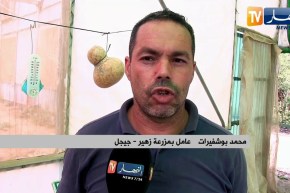 جيجل: زهير..  من مخترع مدفأة إلى زراعة 400 شجرة من ثمرة الكيوي