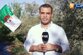 فلسطين: إنطلاق موسم جني الزيتون .. الجزائر حاضرة بدعمها وعطائها