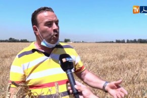 فلاحة: مردودية كبيرة في إنتاج القمح الصلب