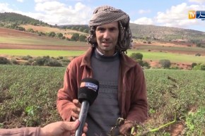 معسكر/ منتجو البطاطا يتكبدون خسائر فادحة في المنتوج بسبب مرض الميلديو