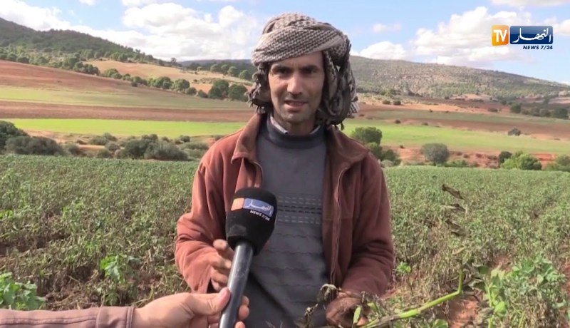 معسكر/ منتجو البطاطا يتكبدون خسائر فادحة في المنتوج بسبب مرض الميلديو