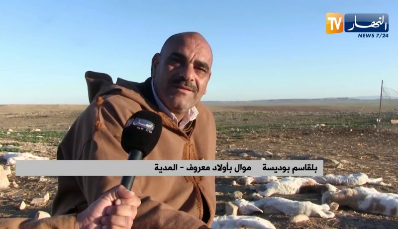 المدية: نفوق حوالي 30 رأسا من الأغنام بقرية الكلخة