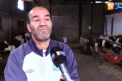 فلاحة: غلاء أسعار الأعلاف يهدد نشاط مربي الأبقار