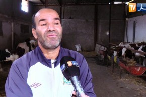 فلاحة: غلاء أسعار الأعلاف يهدد نشاط مربي الأبقار