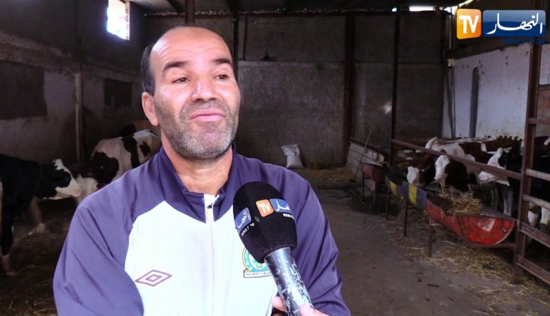 فلاحة: غلاء أسعار الأعلاف يهدد نشاط مربي الأبقار