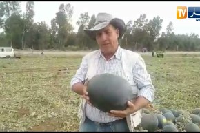 بجاية: شاهد وفرة محصول فاكهة البطيخ الأحمر “الدلاع” بالمستثمرة الفلاحية “مخلوفي” بالقصر