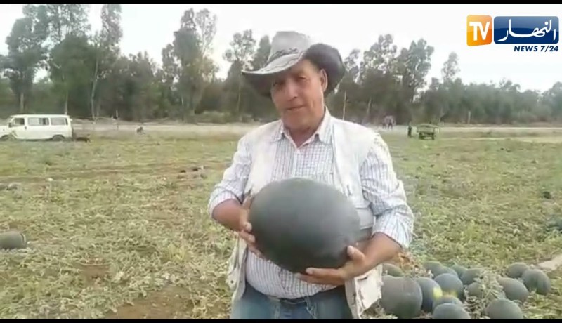 بجاية: شاهد وفرة محصول فاكهة البطيخ الأحمر “الدلاع” بالمستثمرة الفلاحية “مخلوفي” بالقصر