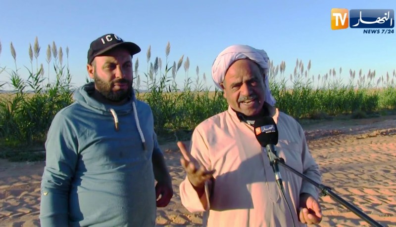 النعامة: الشاب كرزازي عبد الكريم تحدى العراقيل وإمتهن زراعة الذرى كغذاء للمواشي