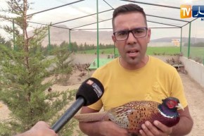 أم البواقي: شاب ينجح في إنشاء مزرعة الطيور بوسائله الخاصة بعين مليلة