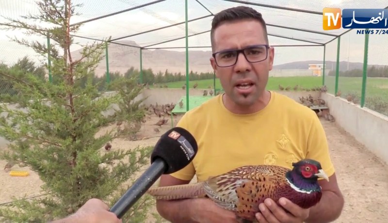 أم البواقي: شاب ينجح في إنشاء مزرعة الطيور بوسائله الخاصة بعين مليلة