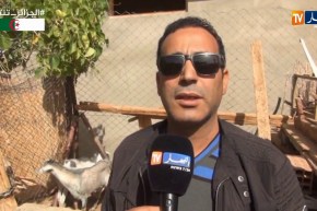 إليزي/ إنتشار رهيب للكلاب الضالة يثير سخط السكان