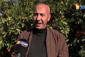 غليزان/ غياب المعالجة الشتوية للأشجار أدى إلأى ظهور فطريات على أشجار الحمضيات