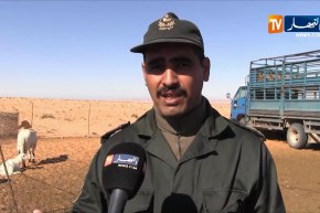 الأغواط/ إنطلاق عملية تلقيح المواشي بعد إستلام 40 ألف وحدة من اللقاح