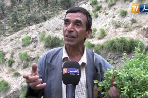 بجاية: الزعتر عشبة ذو منافع صحية وإجتماعية في رحلة البحث عنها بالمناطق الجبلية