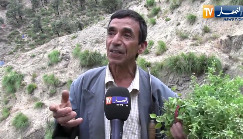 بجاية: الزعتر عشبة ذو منافع صحية وإجتماعية في رحلة البحث عنها بالمناطق الجبلية