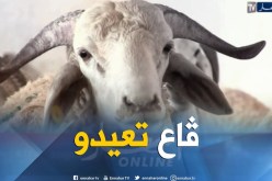 عيد الأضحى: 4000 أضحية في متناول المواطنين من الشركة الجزائرية للحوم