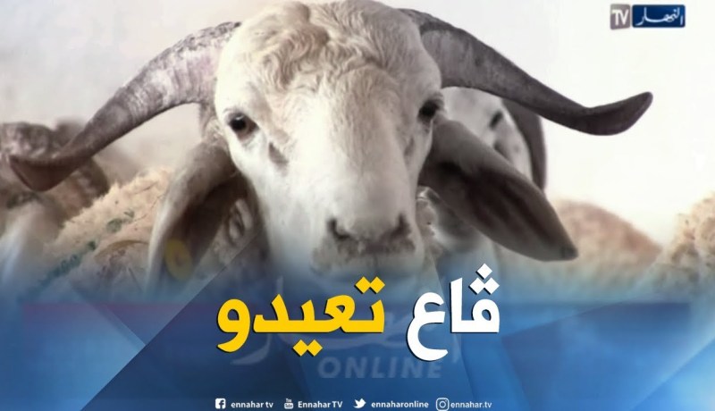 عيد الأضحى: 4000 أضحية في متناول المواطنين من الشركة الجزائرية للحوم