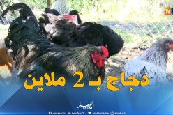 جيجل: سلالات نادرة لدجاج الزينة بأسعار لا تقل عن مليوني سنتيم