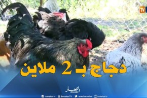 جيجل: سلالات نادرة لدجاج الزينة بأسعار لا تقل عن مليوني سنتيم