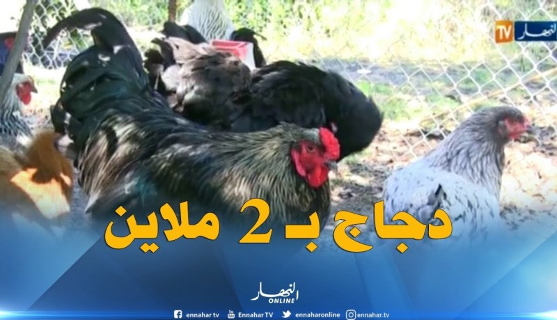 جيجل: سلالات نادرة لدجاج الزينة بأسعار لا تقل عن مليوني سنتيم