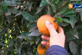 فلاحة/ “البرتغاز..اللام ليم..الغولدان”…أنواع برتقال لا يعرفعا الجزائريون