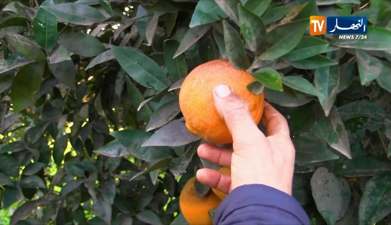 فلاحة/ “البرتغاز..اللام ليم..الغولدان”…أنواع برتقال لا يعرفعا الجزائريون