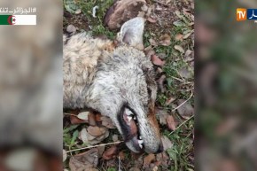 تيسمسيلت/ الحظيرة الوطنية لثنية الحد تستنكر إبادة ذئب ذهبي