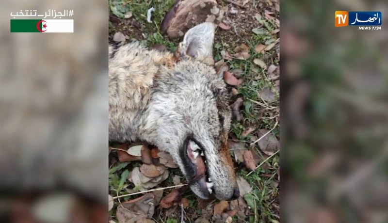 تيسمسيلت/ الحظيرة الوطنية لثنية الحد تستنكر إبادة ذئب ذهبي