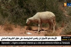 غرداية: النعجة الصحراوية الأكثر طلبا مع قدوم عيد الأضحى المبارك
