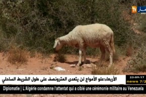 غرداية: النعجة الصحراوية الأكثر طلبا مع قدوم عيد الأضحى المبارك