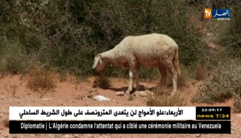 غرداية: النعجة الصحراوية الأكثر طلبا مع قدوم عيد الأضحى المبارك
