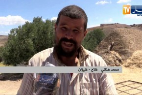 غليزان: النادر.. طريقة تقليدية في جمع محصول الحبوب
