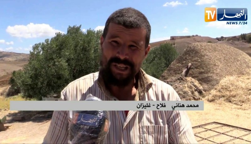 غليزان: النادر.. طريقة تقليدية في جمع محصول الحبوب