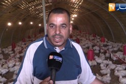 باتنة: شعبة تربية الدواجن مهددة بالزوال بفعل الأمراض وإنهيار الأسعار