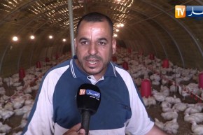 باتنة: شعبة تربية الدواجن مهددة بالزوال بفعل الأمراض وإنهيار الأسعار
