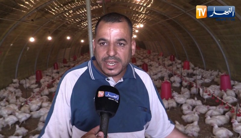 باتنة: شعبة تربية الدواجن مهددة بالزوال بفعل الأمراض وإنهيار الأسعار