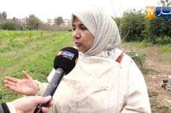 عجينة خاصة لتغذية النحل خلال فصل الشتاء