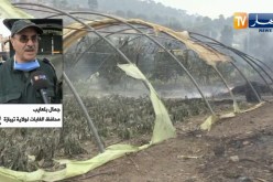 عقوبات من 10 سنوات إلى الإعدام في حق المتسببين في حرائق الغابات