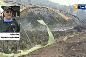 عقوبات من 10 سنوات إلى الإعدام في حق المتسببين في حرائق الغابات