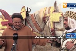جزائريون: ركوب الخيل..  موروث شعبي يأبى الإندثار بسوق اهراس