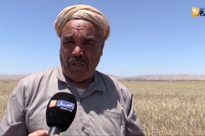 غليزان: التقلبات الجوية تؤجل حملة حصاد الشعير وتلحق خسائر بالمنتوج