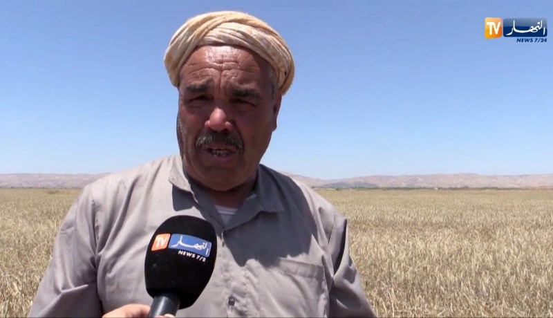 غليزان: التقلبات الجوية تؤجل حملة حصاد الشعير وتلحق خسائر بالمنتوج