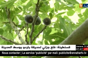 ظروف مناخية ملائمة لأشجار التين..فلاحو شعبة العامر يستثمرون