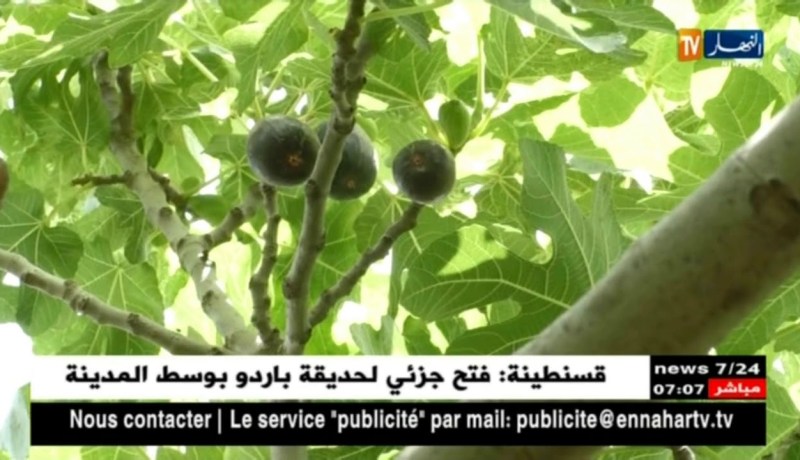 ظروف مناخية ملائمة لأشجار التين..فلاحو شعبة العامر يستثمرون