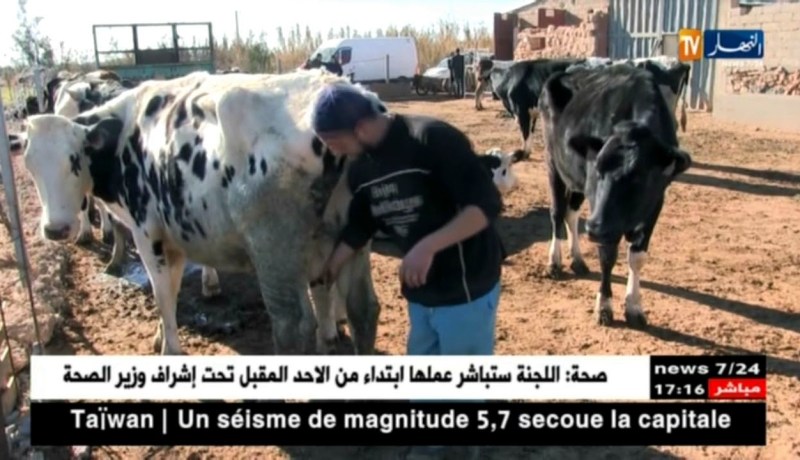 الجلفة: إلياس.. مثال ناجح في تربية الأبقار الحلوب رغم الصعاب