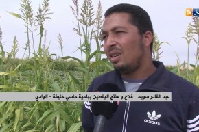 الوادي: زراعة اليقطين ..تجربة جديدة يخوضها فلاحو حاسي خليفة