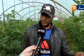 فلاحة/ مرض المليديو..يعود هذه السنة ليفتك بمحصول الطماطم