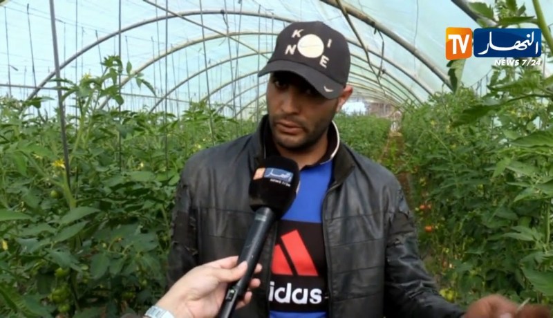 فلاحة/ مرض المليديو..يعود هذه السنة ليفتك بمحصول الطماطم