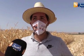 غليزان : شاب ينجح في زراعة الذرة الموجهة للأعلاف بتقنيات مقتصدة للمياه
