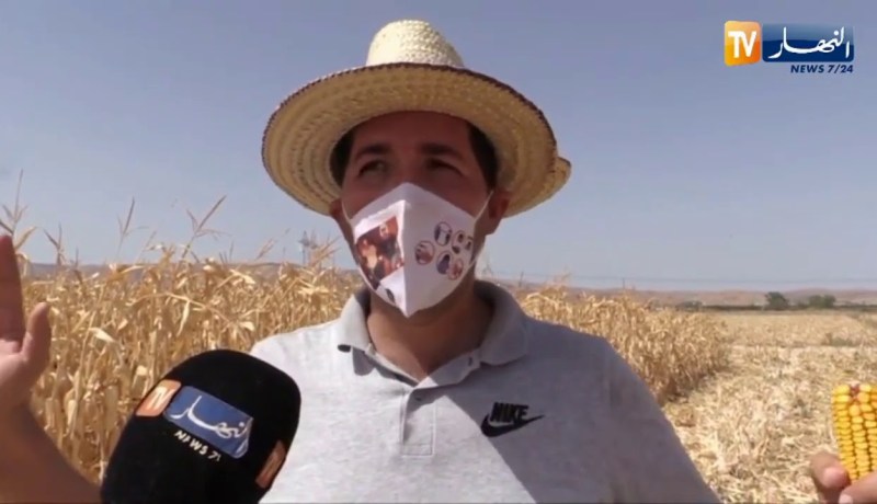 غليزان : شاب ينجح في زراعة الذرة الموجهة للأعلاف بتقنيات مقتصدة للمياه